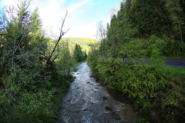 Wide stream in the forest