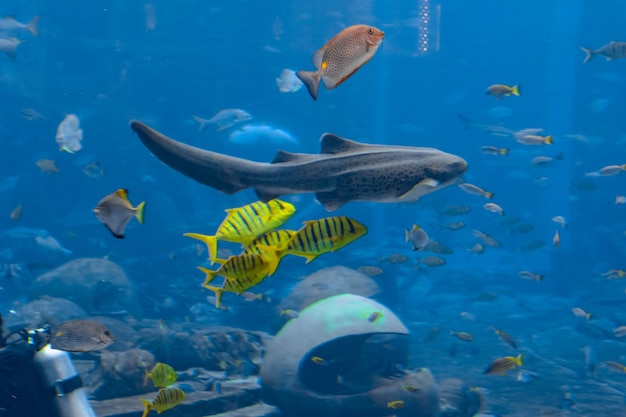 A wide variety of fishes (more than 500 species fishes, sharks, corals and shellfish) in a huge aquarium in Hotel Atlantis on island Hainan. Sanya, China.