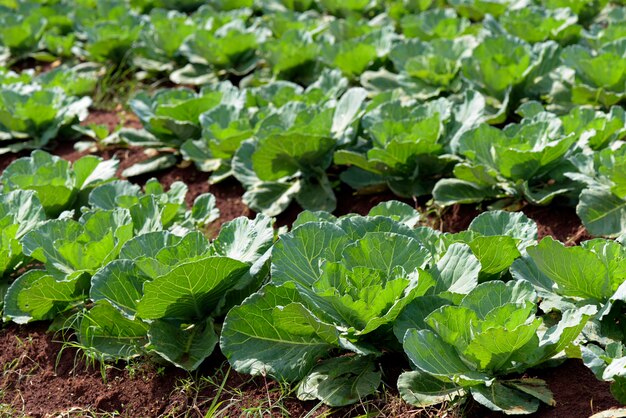 Wide view of cabbage plantation