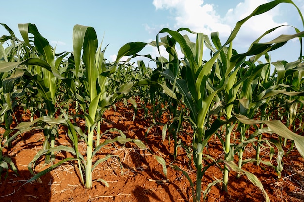 Wide view of growing maize plantation