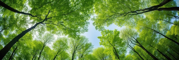 Wide view of tall green trees