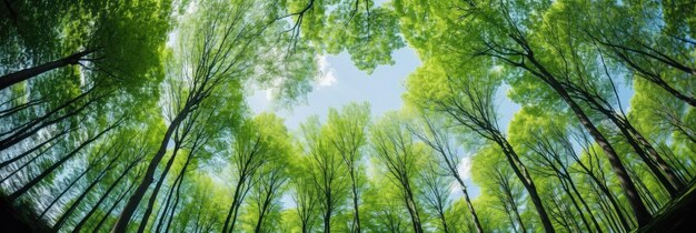 wide view of tall green trees