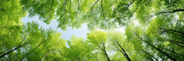 wide view of tall green trees