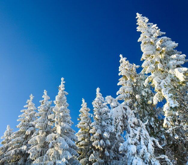 Wide view of winter rime and snow covered trees on blue deep sky background