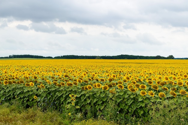 Ampio campo giallo di girasoli.