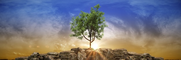 Widescreen sunset tree landscape 3d rendering