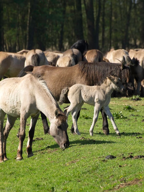 Photo widl horses in germany