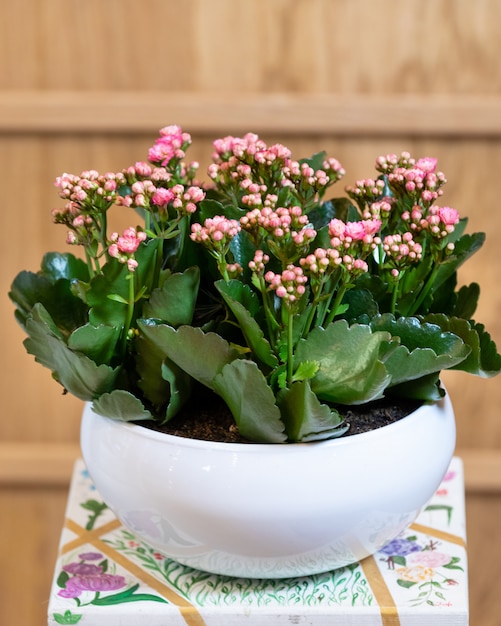 Foto brivido della vedova, kalanchoe nel piatto bianco