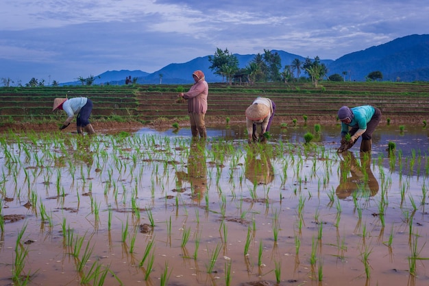 wie zijn de boeren die 's ochtends samen planten werken samen in verschillen