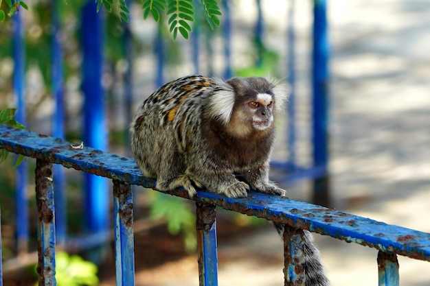 Photo wied's marmoset saguidewied in rio de janeiro park brazil