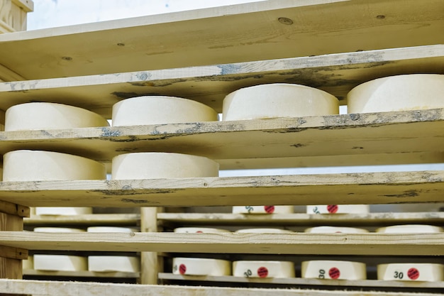 Foto wielen van jonge kaas op houten planken bij rijpende kelder van franche comte creamery in frankrijk