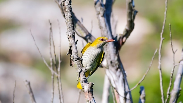 Wielewaal Oriolus oriolus In het wild