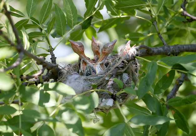 Wielewaalkuikens in het nest. Ontsproten dichtbij close-up. Coole en schattige toekomstige Golden Orioles