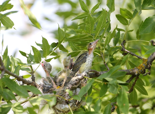 Wielewaalkuikens in het nest. Ontsproten dichtbij close-up. Coole en schattige toekomstige Golden Orioles