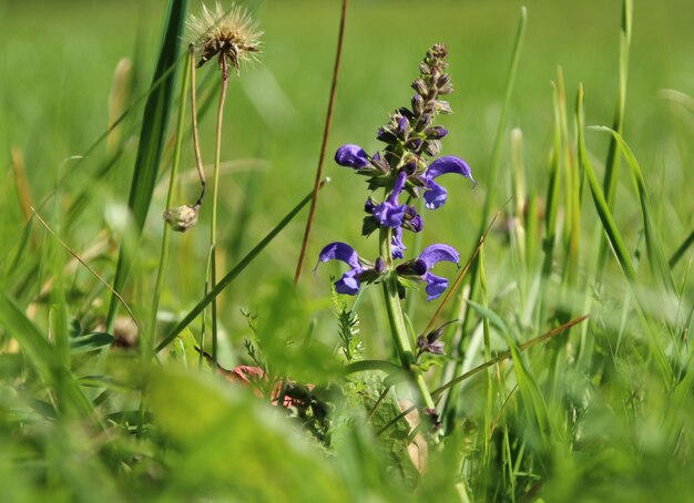 Wiesensalbei