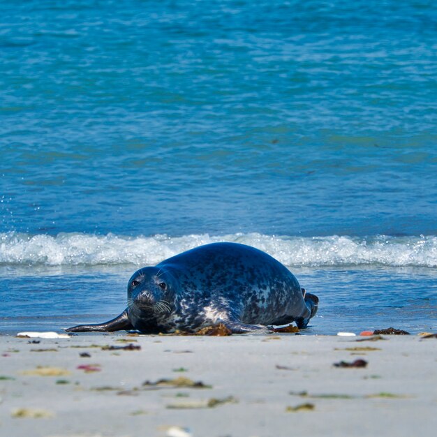 Wijd Grijze zeehond op het noordstrand van Helgoland - eiland Dune i- Noordzee - Duitsland