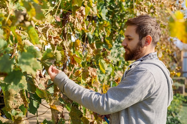 Wijnboer man onderzoekt de druiven tijdens de jaargang. Wijnbouwproces. Oidiumbehandeling, selectie van meststoffen voor druiven. Cabernet Sauvignon, Merlot, Pinot Noir, Sangiovese druivensoort.