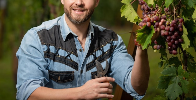 Wijnboer snijdt druiven met tuinschaar fruit