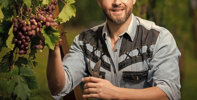 Foto wijnboer snijdt druiven met tuinschaar fruit