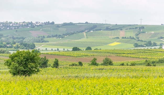 wijnbouw rond Loerzweiler