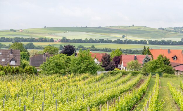 wijnbouw rond Loerzweiler