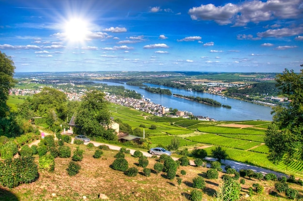 Wijngaard bij Burg Ehrenfels Ruedelsheim Hessen Duitsland