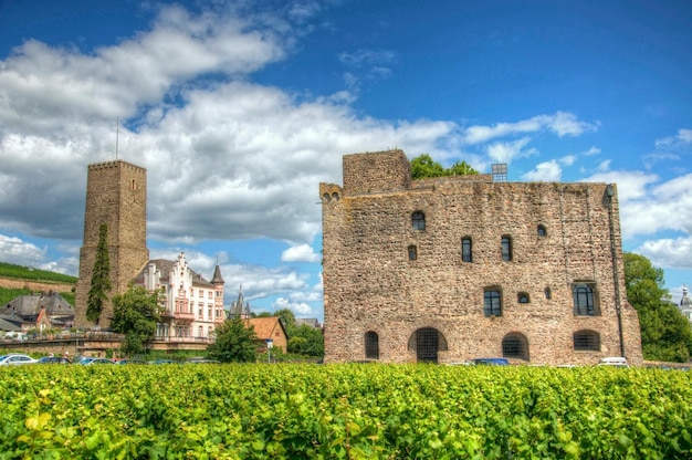 Wijngaard bij fort Boosenburg Ruedelsheim Hessen Duitsland