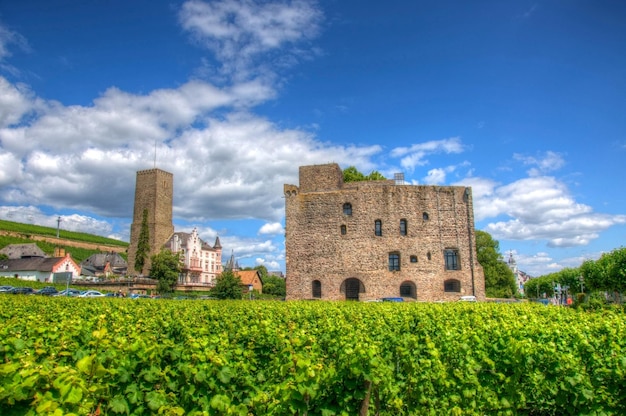 Wijngaard bij fort Boosenburg Ruedelsheim Hessen Duitsland