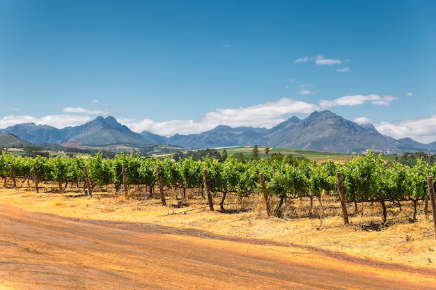 Wijngaard en de bergen in Franschhoek-stad in Zuid-Afrika