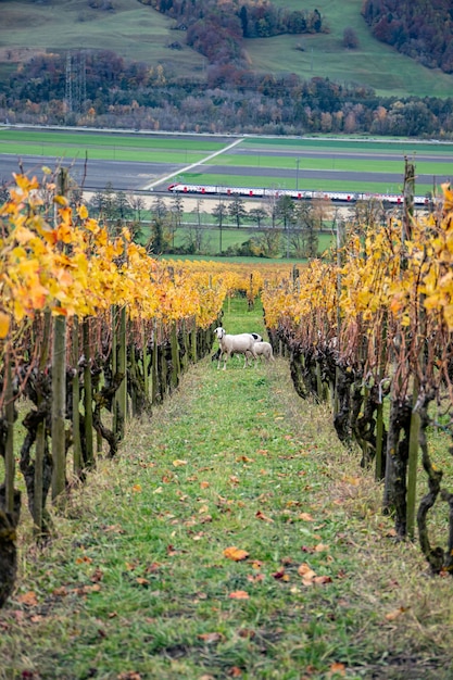 Wijngaard en schapen dichtbij Jenins Zwitserland in de herfst