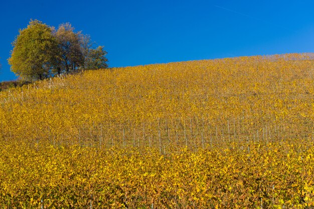 Wijngaard heuvels in de herfst