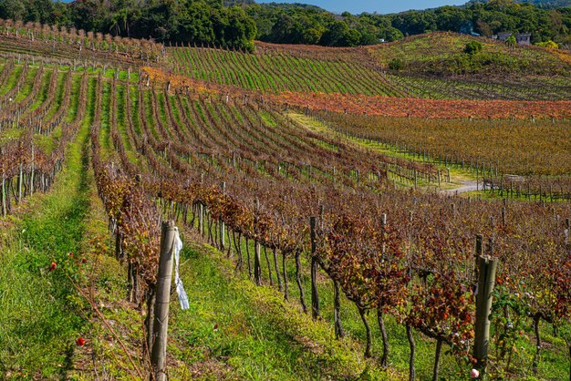 Wijngaard in Bento GonÃ§alves met plantages van Cabernet-druiven Sauvignon en Merlot