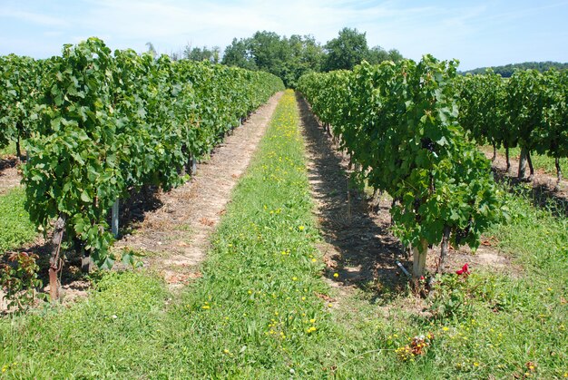Wijngaard in Charentes in de zomer