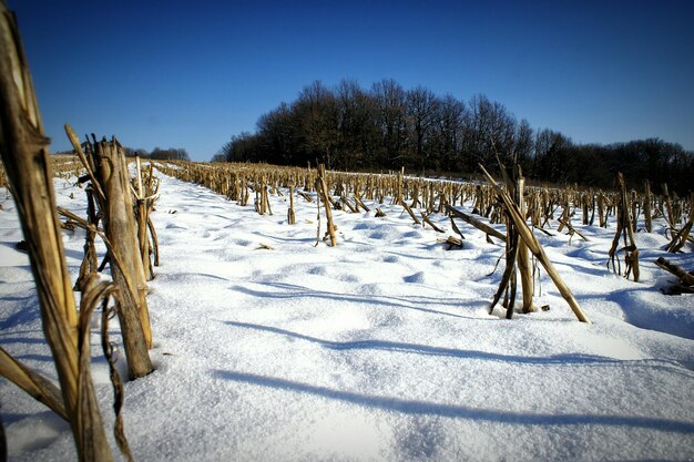 Foto wijngaard in de winter