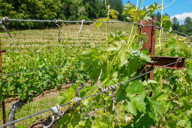 Wijngaard in Napa Valley Napa County in het Wine Country Vineyards-landschap van Californië