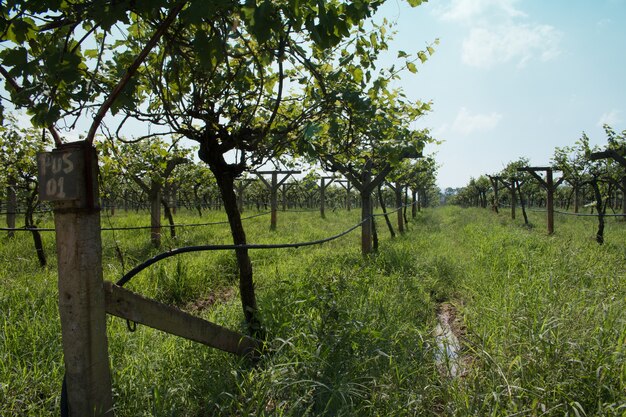 Wijngaard landschap in Thailand