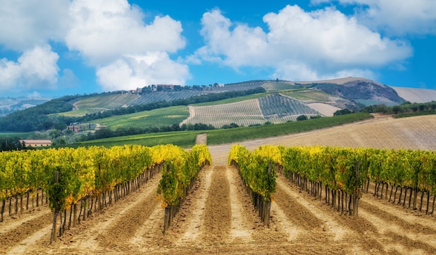 Foto wijngaard landschap in toscane