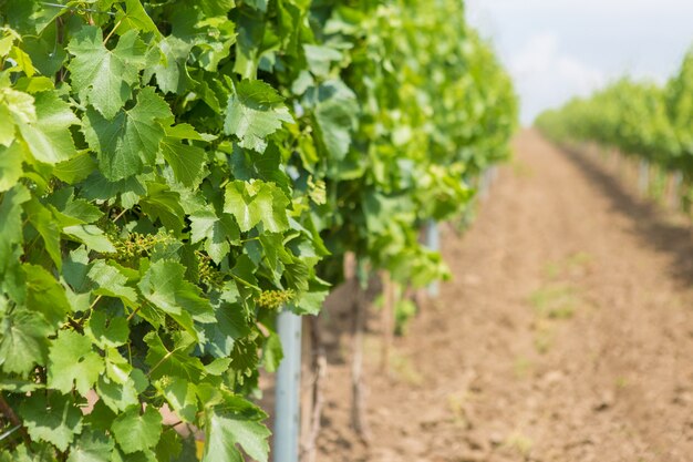 Wijngaard plantage rijen