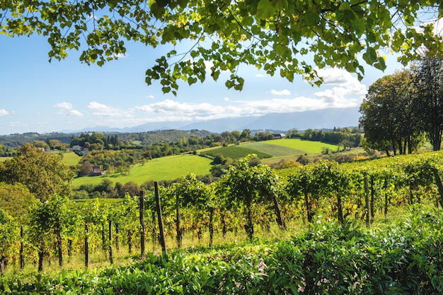 Wijngaard van de Jurancon-wijn in de Franse Pyreneeën