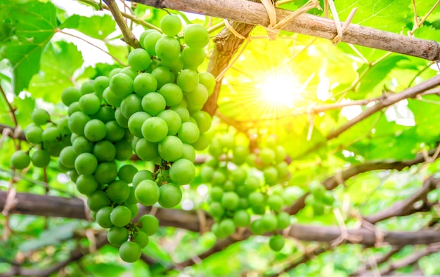 Wijngaard van het druiven de groene fruit en zonneschijn