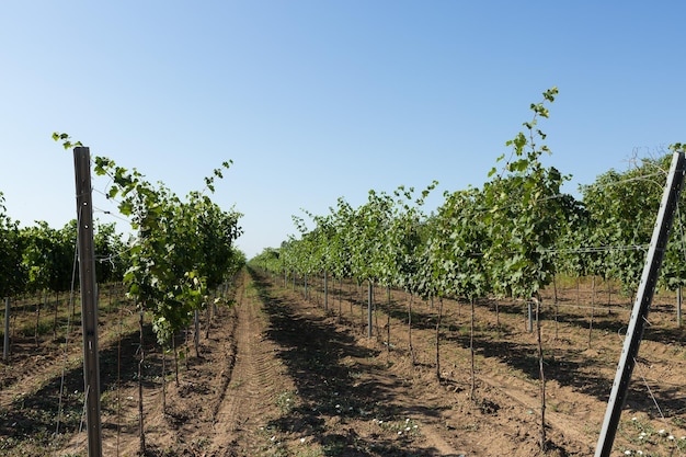 Wijngaardaanplanting in de zomer Groen groeiende wijnstok gevormd door struiken