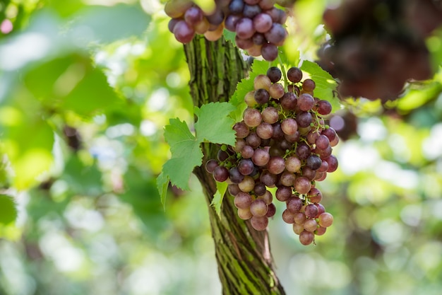 Foto wijngaarden in de herfst - de druiven sluiten omhoog.