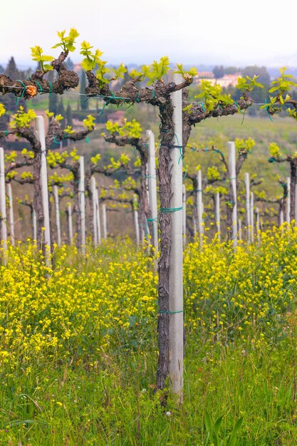 Foto wijngaarden in de heuvels van toscane