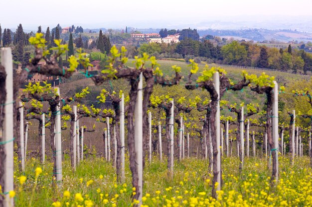 Foto wijngaarden in de heuvels van toscane