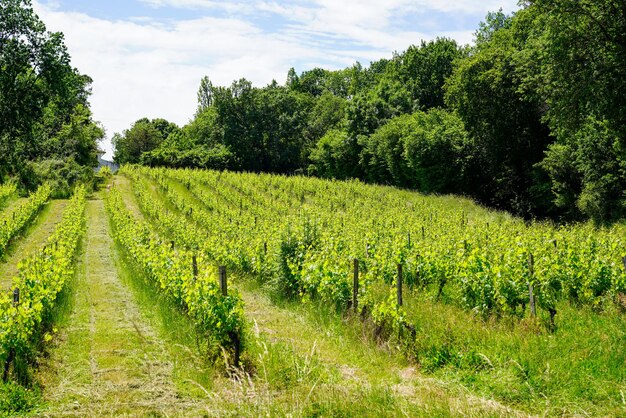 Wijngaarden in de zomer in Saint-Emilion, UNESCO-werelderfgoed
