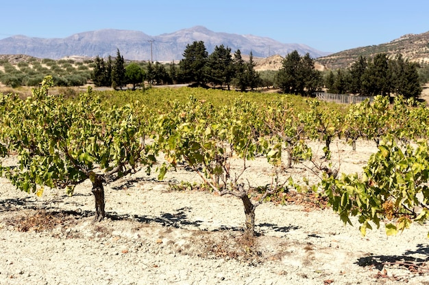 Wijngaarden in het bergachtige landelijke gebied in de herfst Eiland Kreta Griekenland