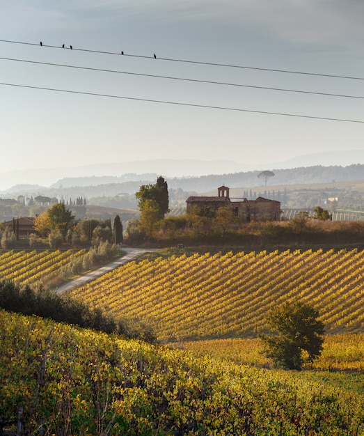 Wijngaarden in Italië. Foto genomen in Toscane in de herfst.