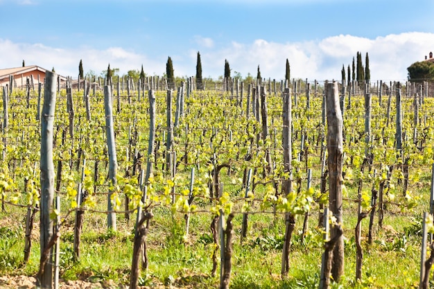 Wijngaarden in Italië Horizontaal schot