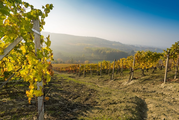 Wijngaarden in Piemonte