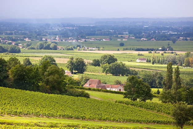 Wijngaarden in Zuid-Frankrijk